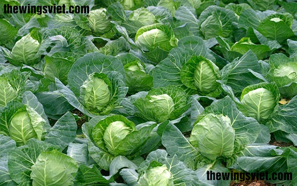 bà đẻ ăn rau bắp cải có bị mất sữa không bà đẻ ăn rau bắp cải có bị mất sữa không