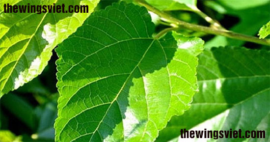 ăn lá dâu tằm gây mất sữa ăn lá dâu tằm gây mất sữa