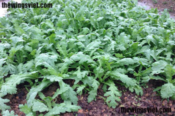 ăn rau cải cúc có bị mất sữa không