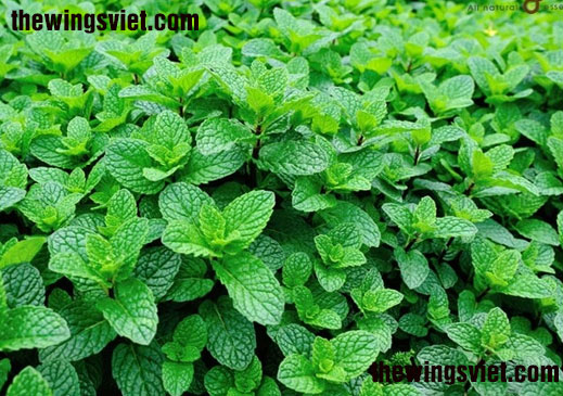 rau bạc hà làm mất sữa rau bạc hà làm mất sữa