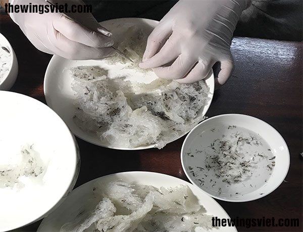 sơ chế yến sào trước khi chưng sơ chế yến sào trước khi chưng