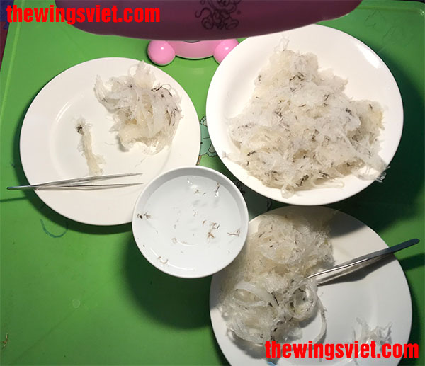 sơ chế yến sào trước khi chưng