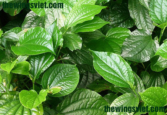 lá lốt gây mất sữa mẹ