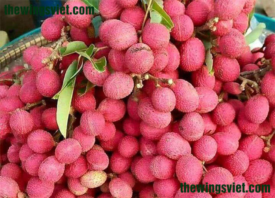 quả vải gây mất sữa