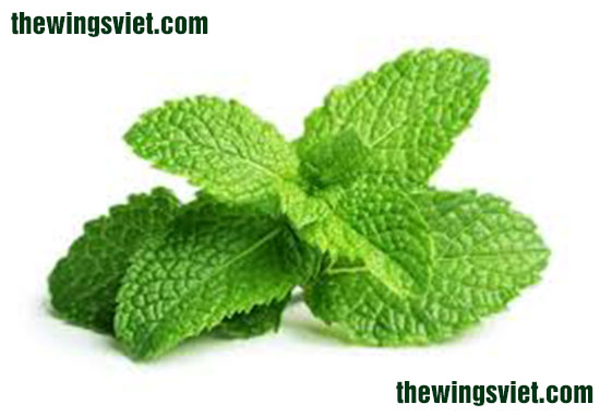 rau bạc hà làm giảm lượng sữa mẹ