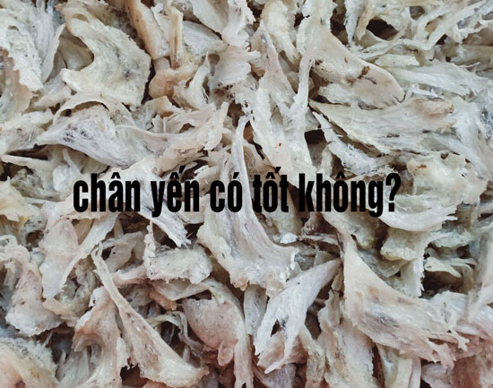 chân yến có tốt không