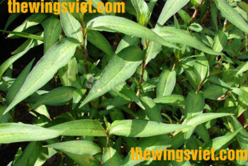 các loại rau làm mất sữa mẹ