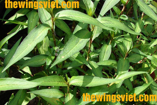 các loại rau làm mất sữa mẹ các loại rau làm mất sữa mẹ