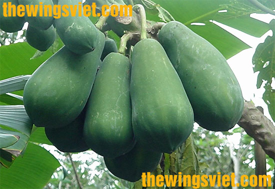 các loại rau tốt cho sữa mẹ các loại rau tốt cho sữa mẹ