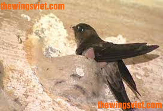 yến sào loại nào tốt nhất yến sào loại nào tốt nhất