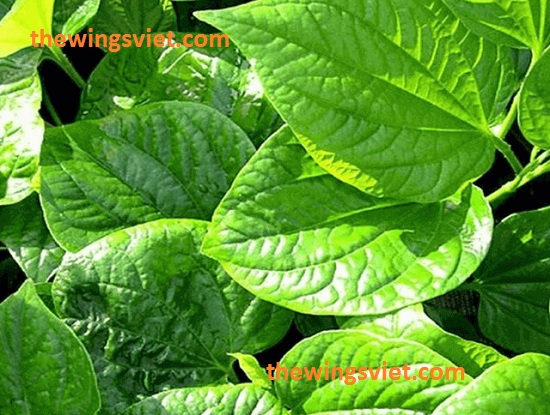 rau lá lốt làm mất sữa mẹ rau lá lốt làm mất sữa mẹ