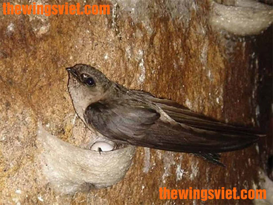 yến sào thiên nhiên yến sào thiên nhiên