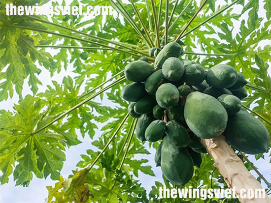 làm thế nào để nhiều sữa mẹ làm thế nào để nhiều sữa mẹ