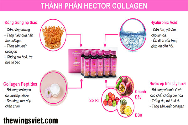 thành phần hector collagen thành phần hector collagen