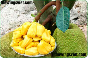 cho con bú ăn mít được không