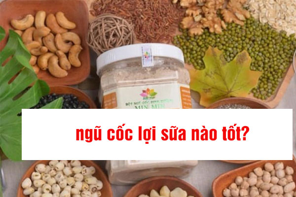 ngũ cốc lợi sữa nào tốt? ngũ cốc lợi sữa nào tốt?