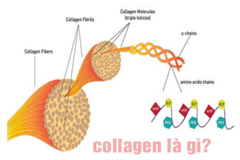 collagen là gì