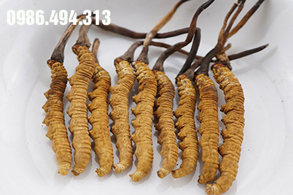 cách dùng đông trùng hạ thảo tây tạng