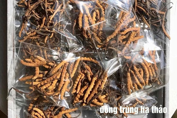 công dụng đông trùng hạ thảo tây tạng công dụng đông trùng hạ thảo tây tạng