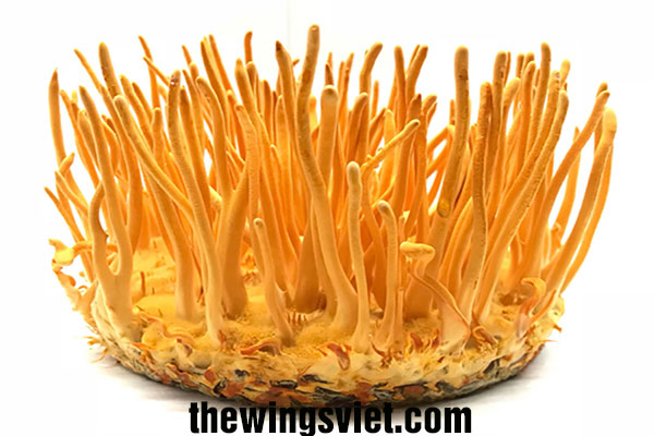 đông trùng hạ thảo ở cần thơ