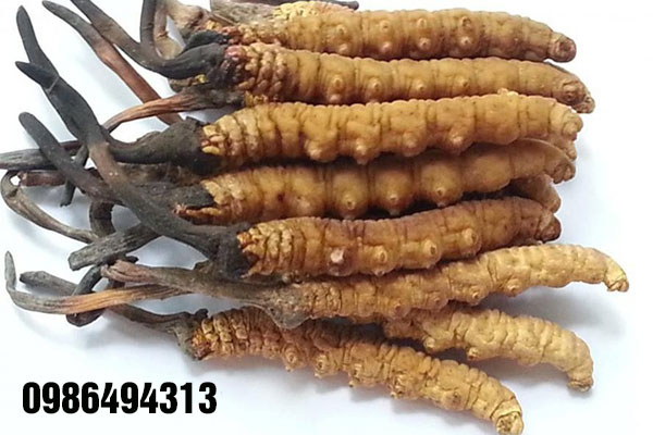 đông trùng hạ thảo ở tphcm