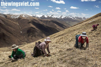 đông trùng hạ thảo tây tạng