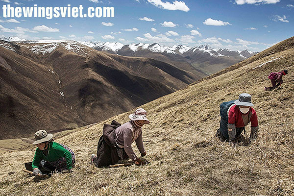 đông trùng hạ thảo tây tạng