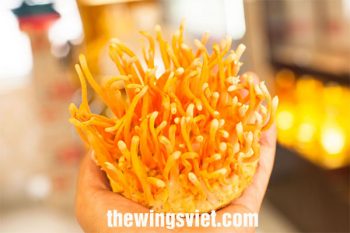 đông trùng hạ thảo tươi và khô ở cần thơ