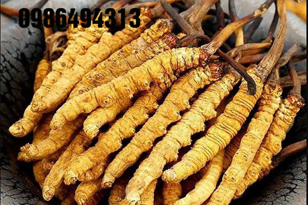 mua đông trùng hạ thảo ở tphcm