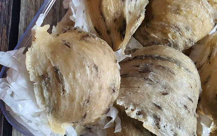 yến sào khánh hòa