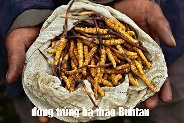 Cách dùng Đông trùng hạ thảo Bhutan Cách dùng Đông trùng hạ thảo Bhutan