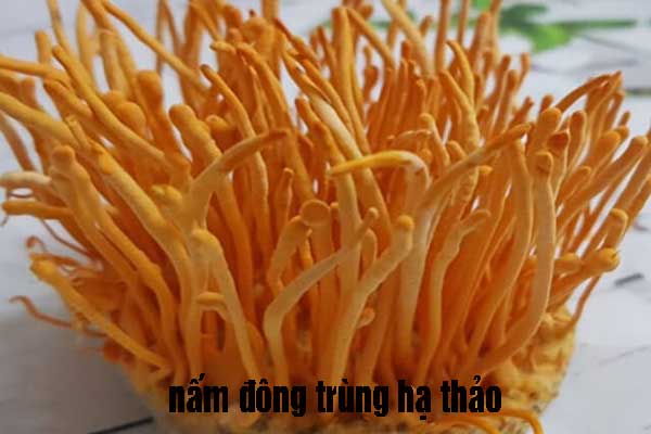 đặc điểm nấm đông trùng hạ thảo tươi