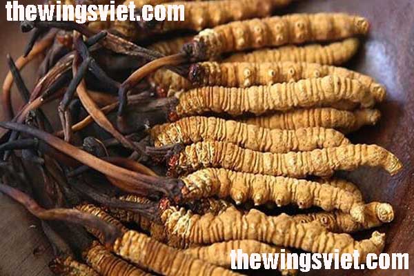 Đông trùng hạ thảo Bhutan