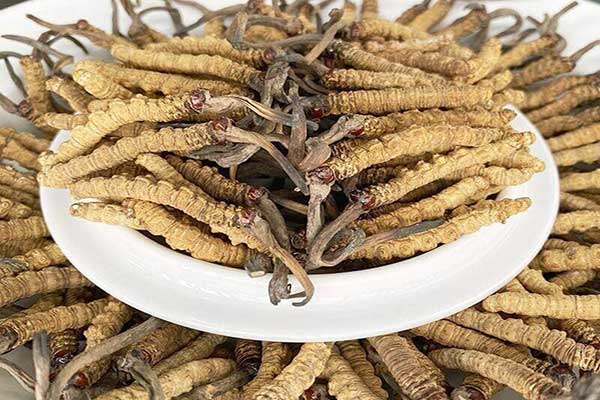 đông trùng hạ thảo có tác dụng gì