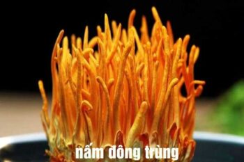 đông trùng hạ thảo giá bao nhiêu tiền 1 kg