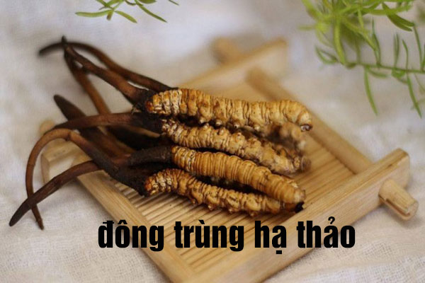 đông trùng hạ thảo là gì