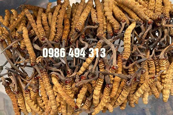 đông trùng hạ thảo nguyên con