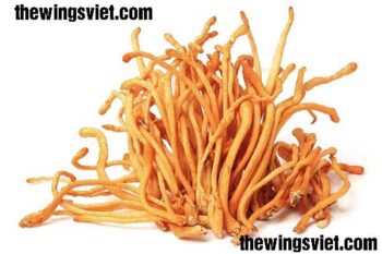 đông trùng hạ thảo quả thể sấy khô