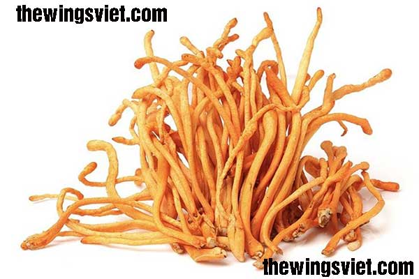 đông trùng hạ thảo quả thể sấy khô đông trùng hạ thảo quả thể sấy khô