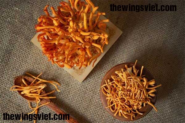 đông trùng hạ thảo tươi đông trùng hạ thảo tươi