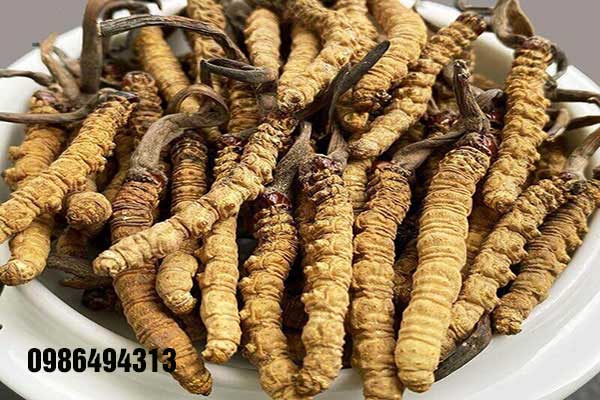 đông trùng hạ thảo