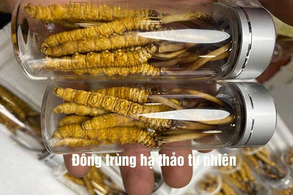 giá đông trùng hạ thảo tây tạng