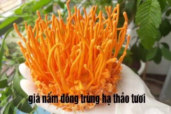 giá nấm đông trùng hạ thảo tươi