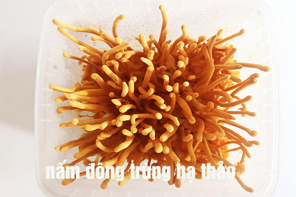 nấm đông trùng hạ thảo