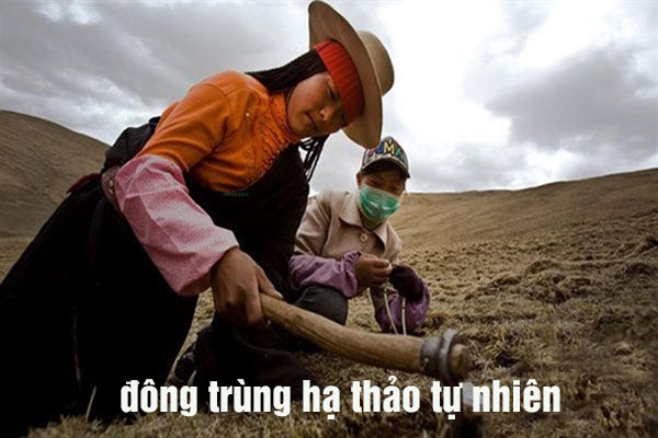 nguồn gốc đông trùng hạ thảo