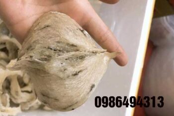 yến sào tại hải phòng