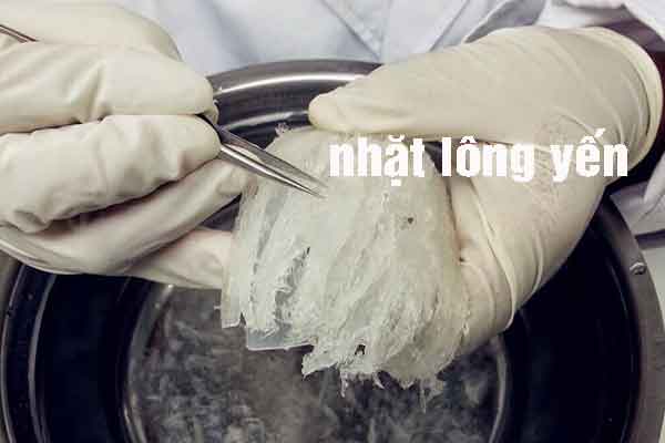 mua nhíp nhặt lông yến mua nhíp nhặt lông yến