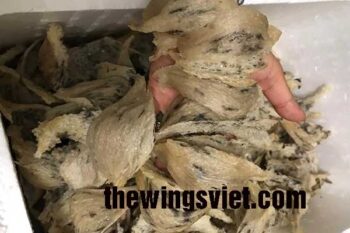 Mua yến sào Khánh Hòa ở đâu chất lượng