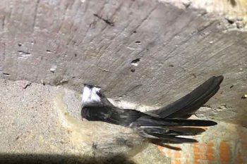 tổ yến làm từ gì