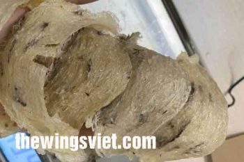 yến sào nguyên chất